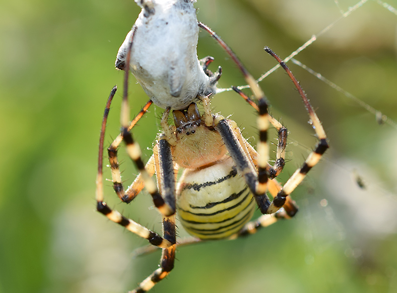 Il bacio dell''Argiope bruennichi - Viadana (MN)